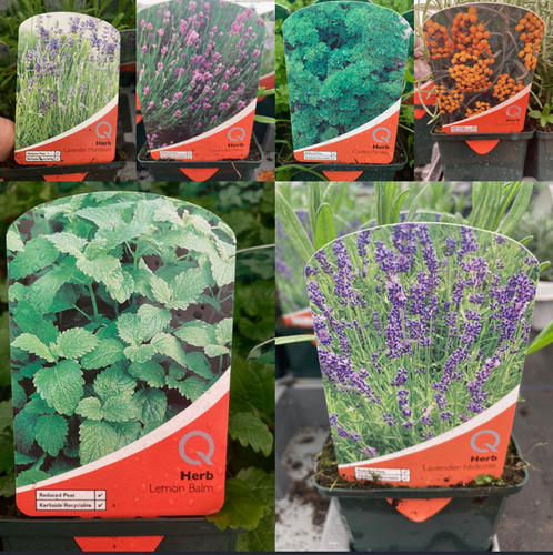 Edible herb garden plants - , 9cm