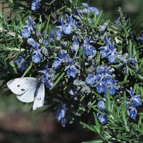 Rosemary tuscan blue - blue',