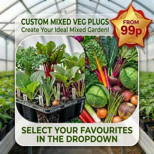 Vegetable plug plants kale - vegetable,